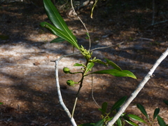Cartrema americana