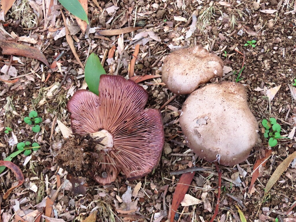 Collybia nuda · June 2025 · photo: © cygnet (iNaturalist, cc-by)