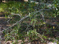 Cartrema americana