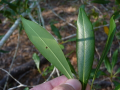 Cartrema americana