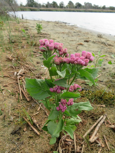 Pluchea odorata iNat (2)