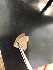 Nhambikuara cerradensis