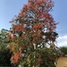 Flame Tree - Photo (c) azaxck, some rights reserved (CC BY-NC)