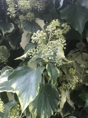 Hedera