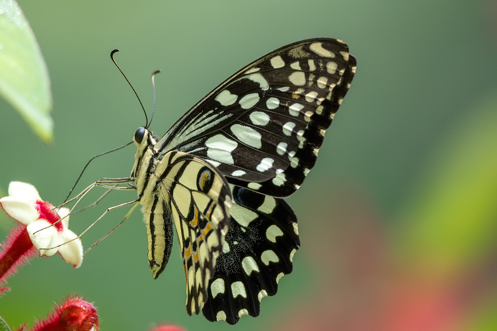 Lime Swallowtail