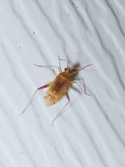 Phytocoris tibialis