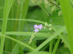 Angiospermae
