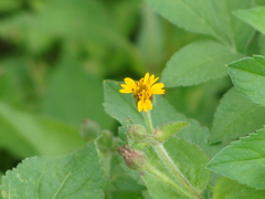 Angiospermae