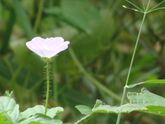 Angiospermae