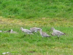 Limosa lapponica baueri