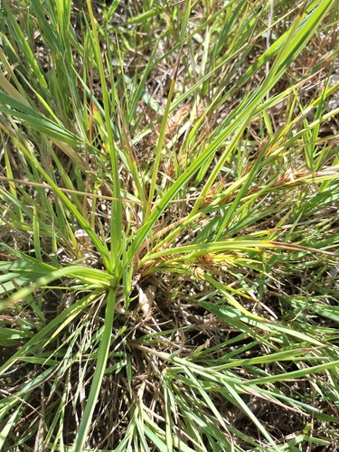 Carex secalina, photograph 5