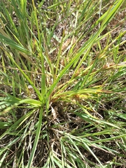 Carex secalina, photograph author not stated, no rights reserved