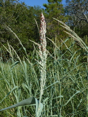 Panicum amarum amarum