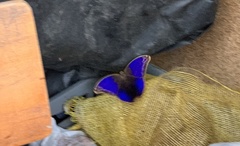 Eryphanis lycomedon