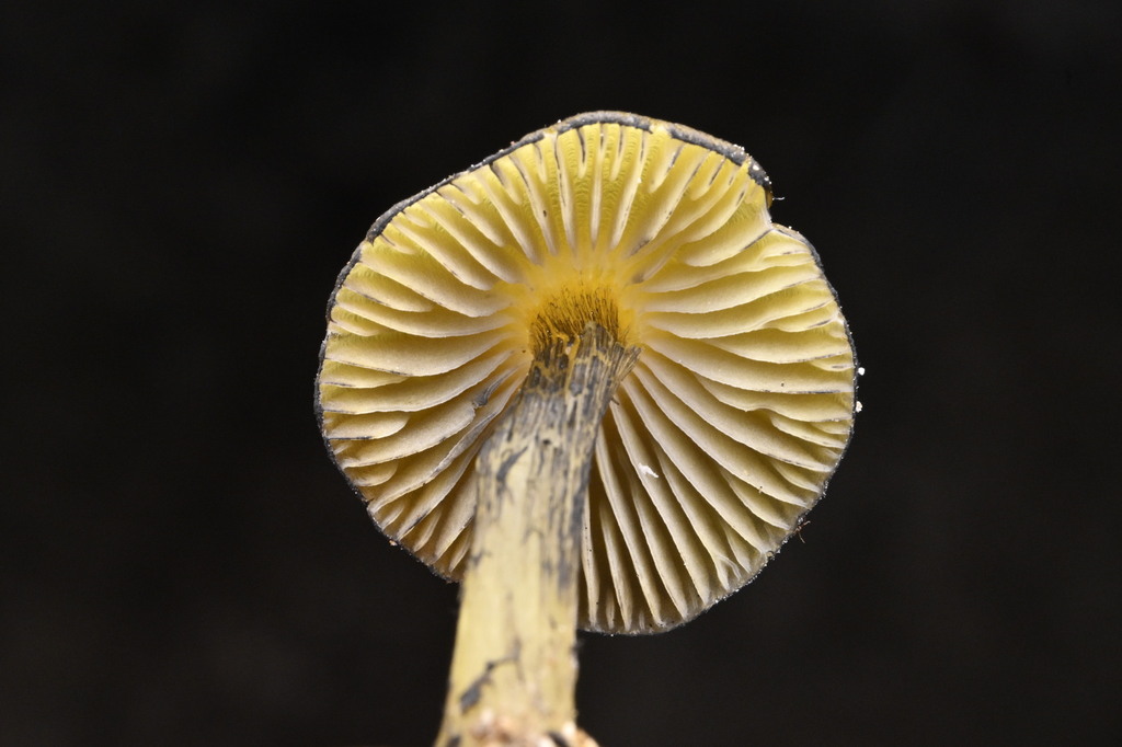 Hygrocybe astatogala · April 2025 · photo: © invertebratist (iNaturalist, cc-by-nc)