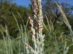 Panicum amarum amarum