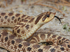 Mexican Hog-Nose Snake photo 2