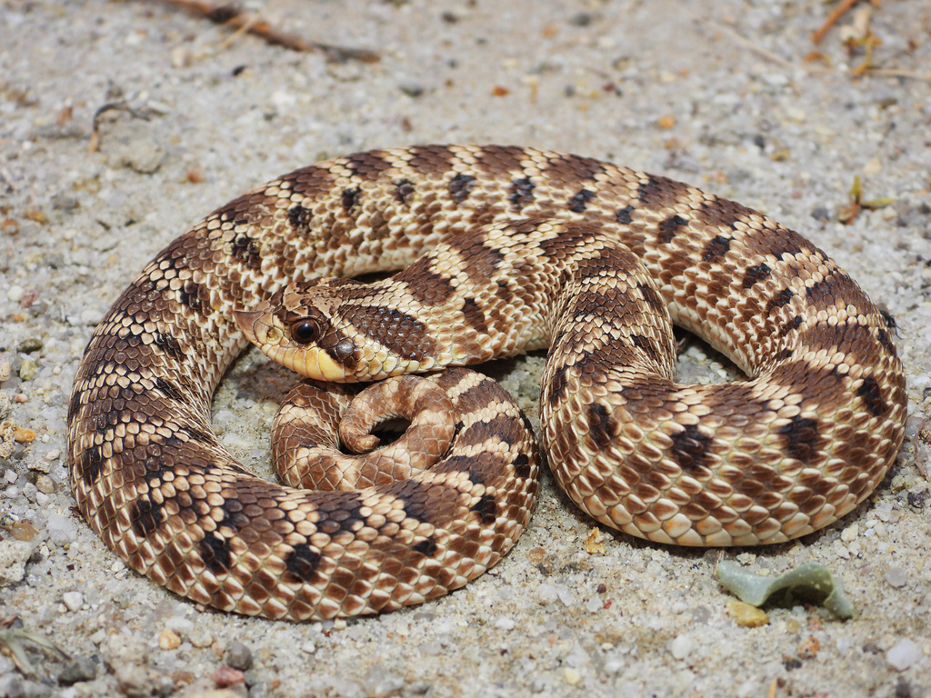 Couleuvre à groin mexicaine (Heterodon kennerlyi)