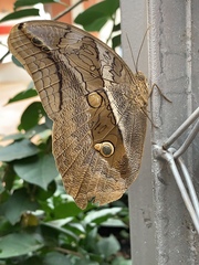 Eryphanis lycomedon