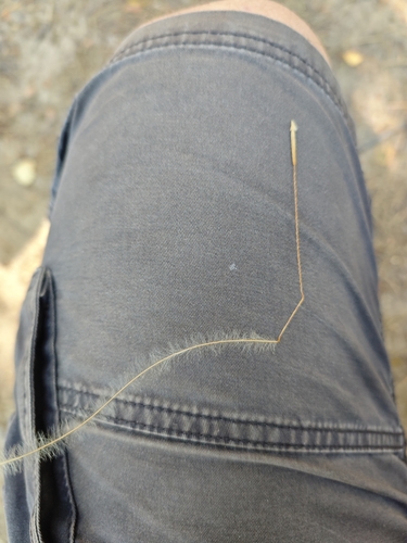Stipa borysthenica, photograph 2