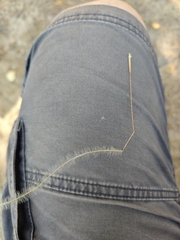 author not stated, no rights reserved Stipa borysthenica, photograph author not stated, no rights reserved