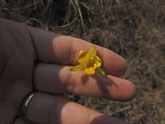 Eulophia hians inaequalis