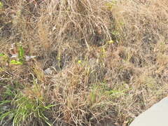 Eulophia hians inaequalis