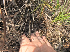 Eulophia hians inaequalis