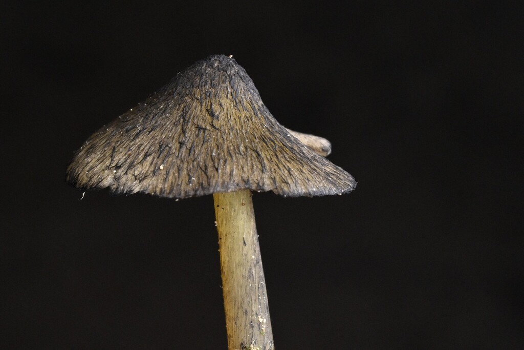 Hygrocybe astatogala · April 2025 · photo: © invertebratist (iNaturalist, cc-by-nc)