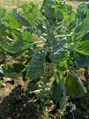 Brassica oleracea gemmifera