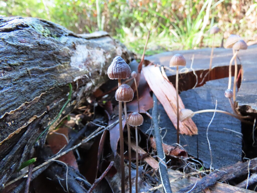 Mycena cystidiosa · June 2025 · photo: © cygnet (iNaturalist, cc-by)