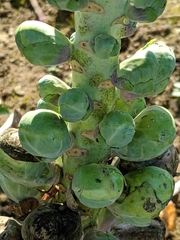 Brassica oleracea gemmifera