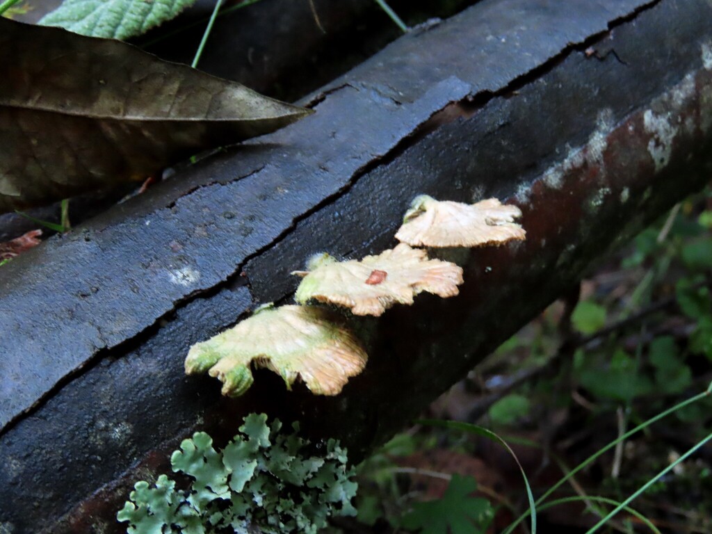 Schizophyllum commune · June 2025 · photo: © cygnet (iNaturalist, cc-by)