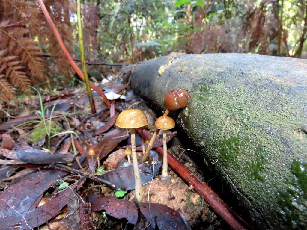 Protostropharia semiglobata · June 2025 · photo: © cygnet (iNaturalist, cc-by)