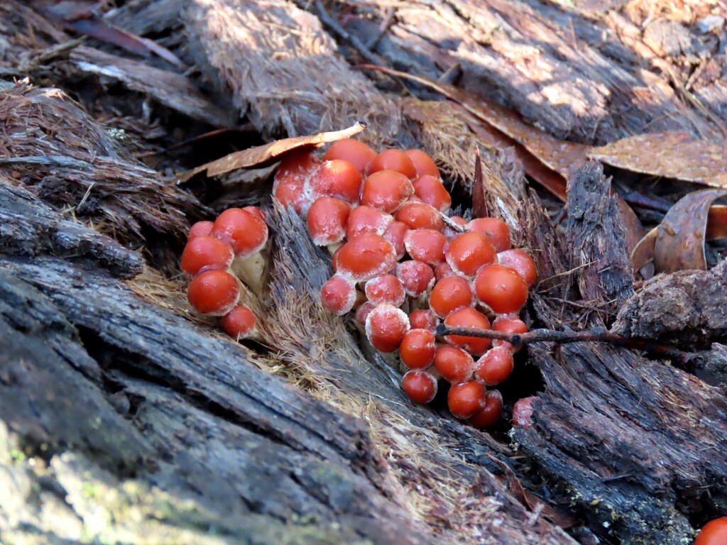 Hypholoma australianum · June 2025 · photo: © cygnet (iNaturalist, cc-by)