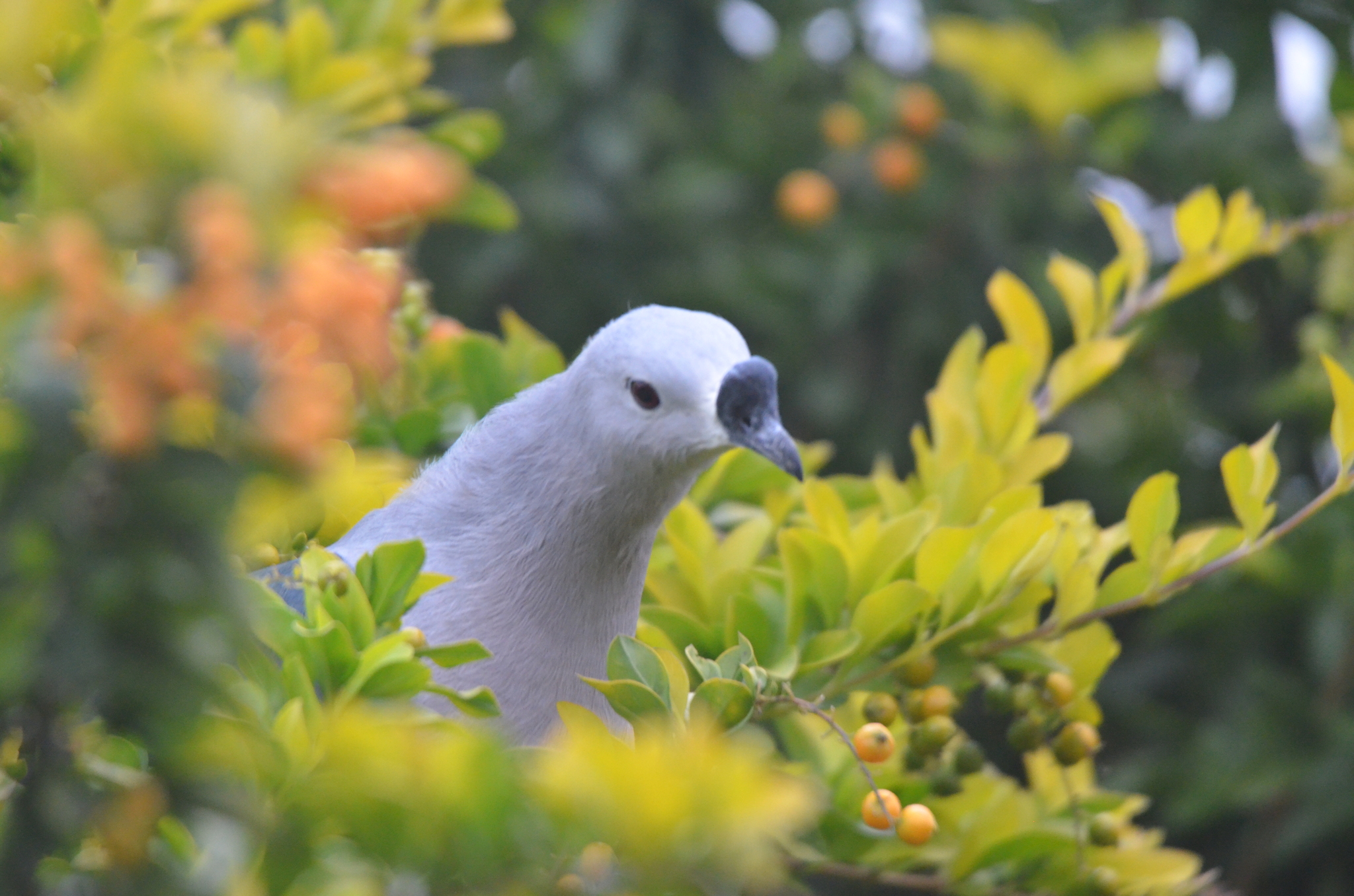 Pacific Imperial Pigeon (Ducula pacifica), photo 10