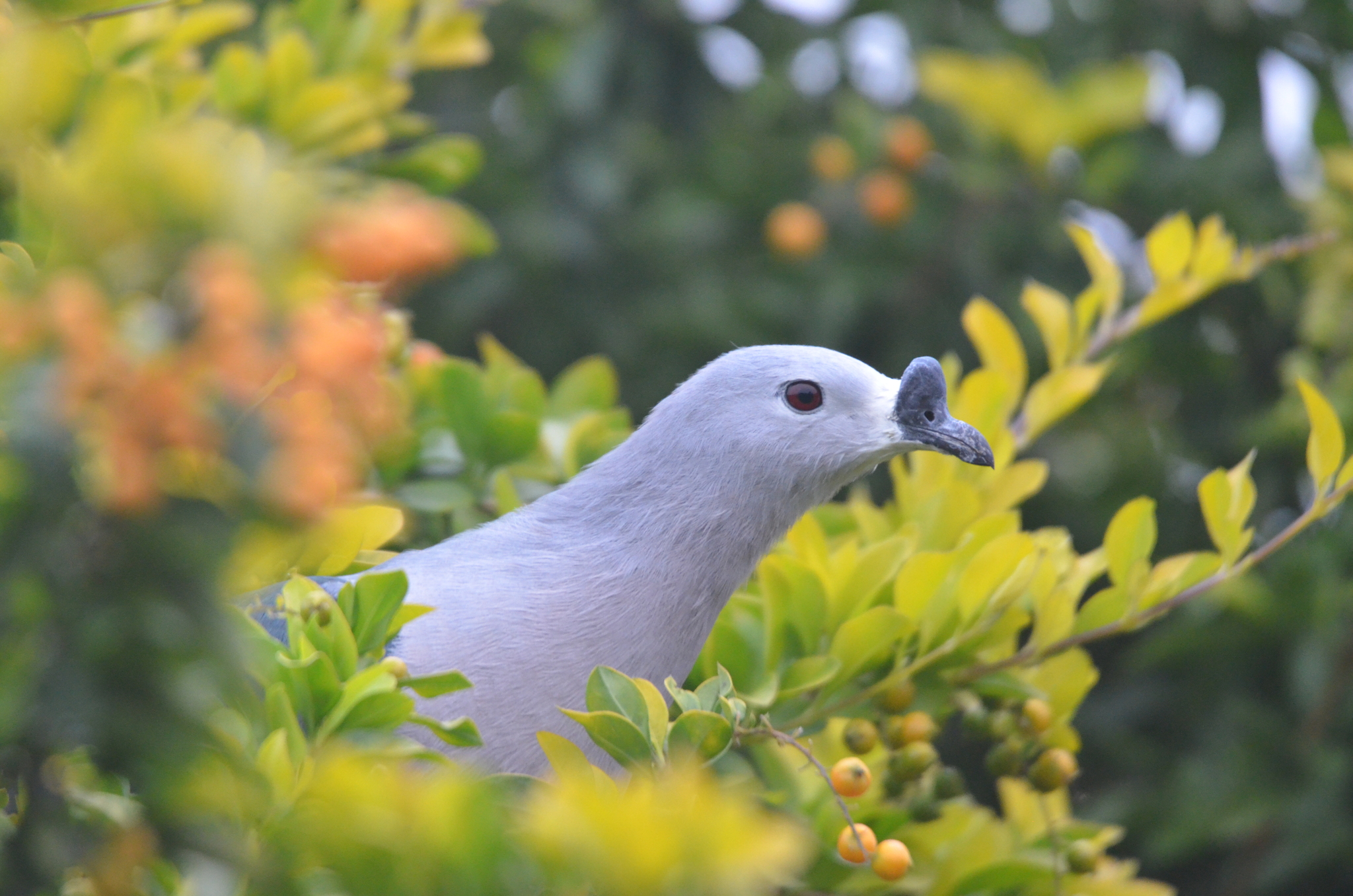 Pacific Imperial Pigeon (Ducula pacifica), photo 9