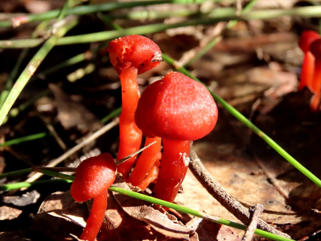 Hygrocybe miniata