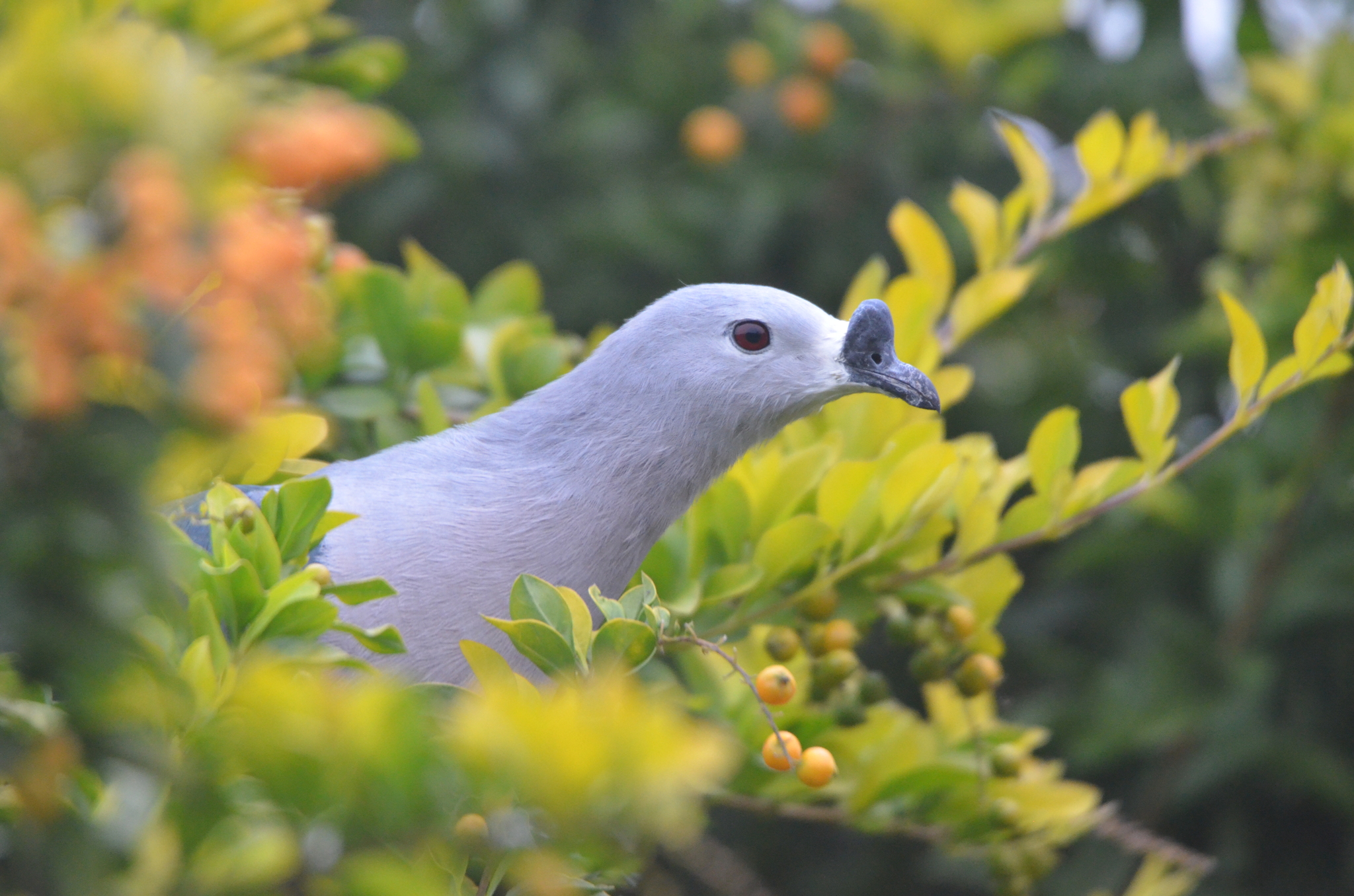 Pacific Imperial Pigeon (Ducula pacifica), photo 8