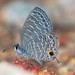 Barred Line Blue - Photo (c) Aaron Soh, some rights reserved (CC BY-NC), uploaded by Aaron Soh