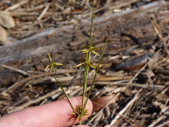 Cyperus grayi