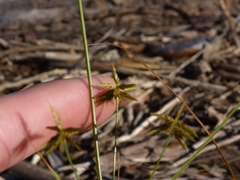 Cyperus grayi