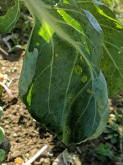 Brassica oleracea gemmifera