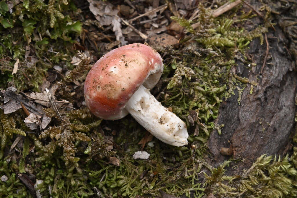Russula kermesina · April 2025 · photo: © invertebratist (iNaturalist, cc-by-nc)