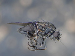 Leptocera fontinalis
