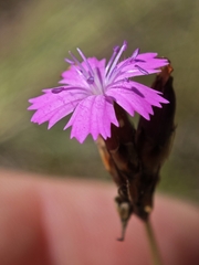 Dianthus giganteiformis, photograph author not stated, no rights reserved