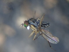 Aphrosylus ferox