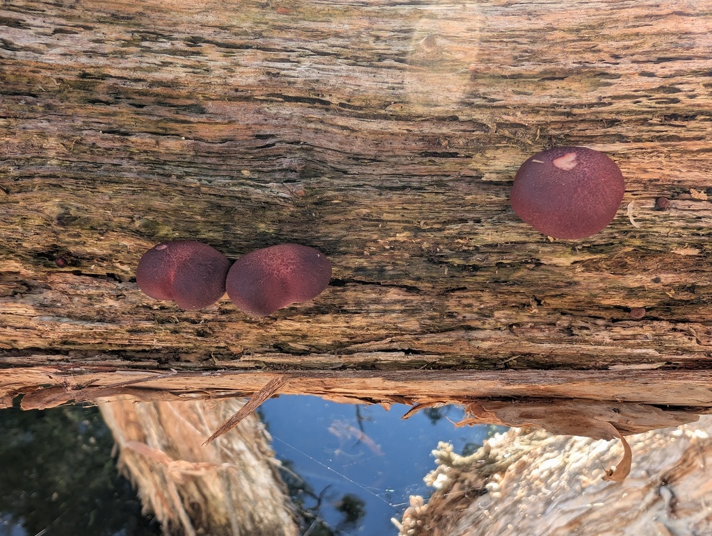 Gymnopilus purpuratus · June 2025 · photo: © kim_lapere (iNaturalist, cc-by)