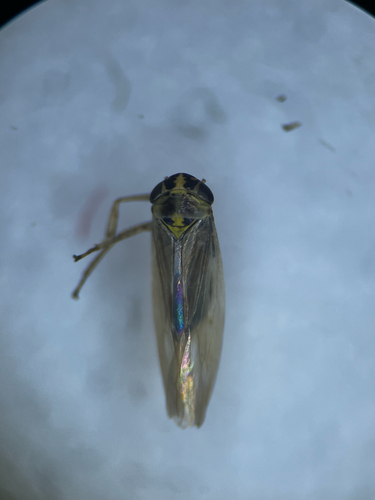 Macrosteles laevis