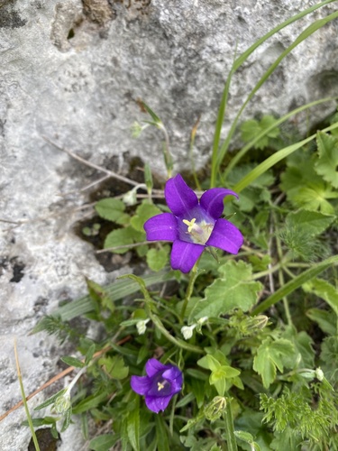 Campanula ciliata, photograph 2